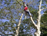 image description not provided by submitter