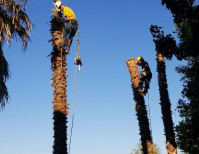 image description not provided by submitter