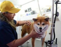 image description not provided by submitter