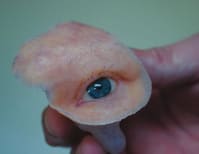 image description not provided by submitter