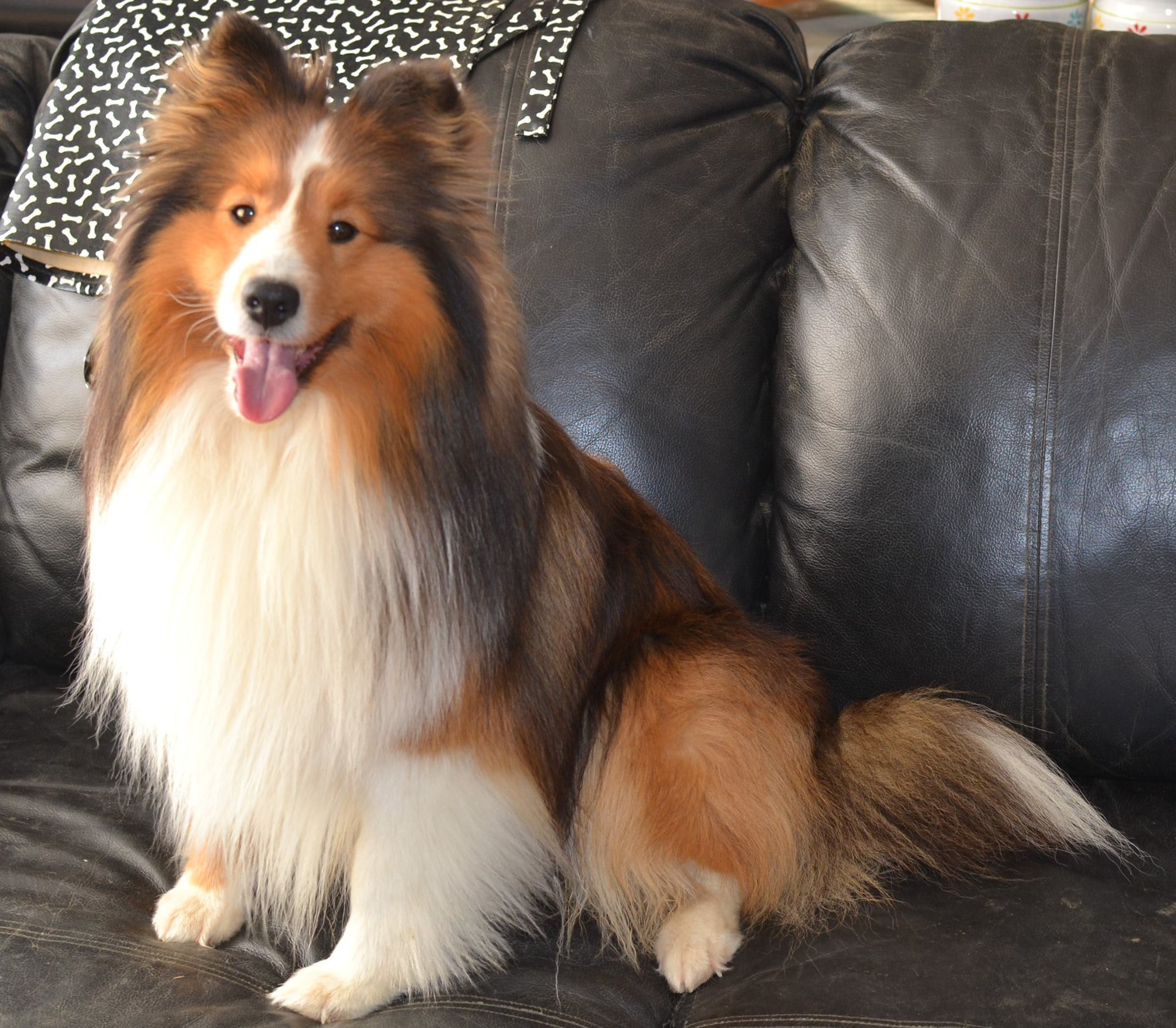 Yankee Shelties - Breeding Quality Shetland Sheepdogs