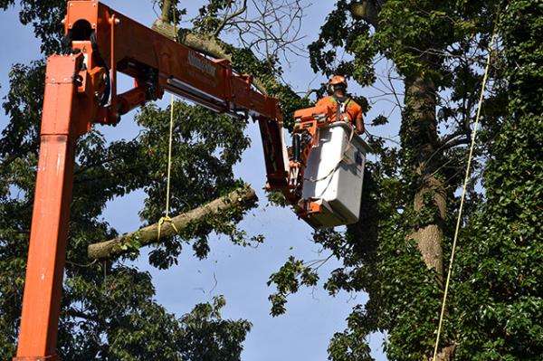 Tree Climbing Systems - Ahlum & Arbor