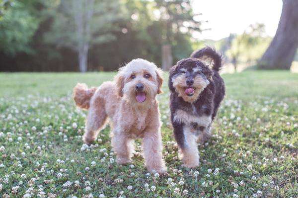 timberland falls goldendoodles