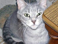 image description not provided by submitter