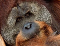 image description not provided by submitter