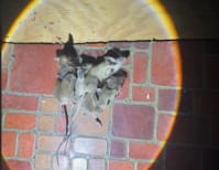 image description not provided by submitter