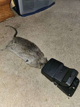 image description not provided by submitter