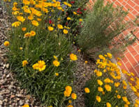 image description not provided by submitter