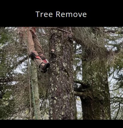 image description not provided by submitter