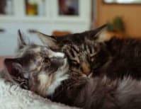 image description not provided by submitter