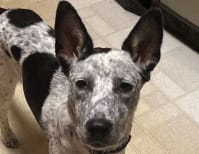 image description not provided by submitter