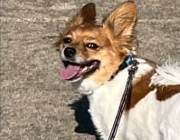 image description not provided by submitter