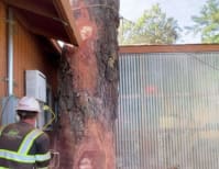 image description not provided by submitter