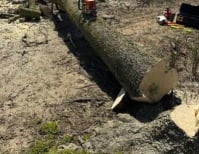 image description not provided by submitter