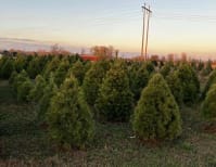 image description not provided by submitter