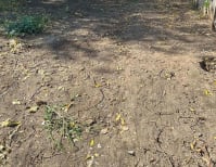 image description not provided by submitter