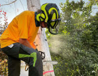 image description not provided by submitter