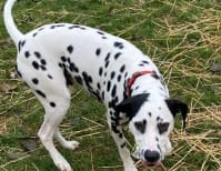 image description not provided by submitter