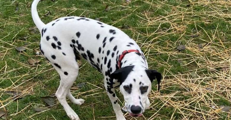 image description not provided by submitter