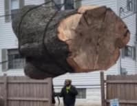 image description not provided by submitter