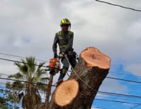 image description not provided by submitter