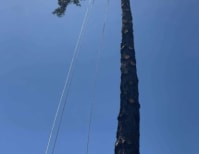 image description not provided by submitter