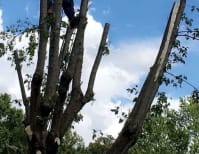 image description not provided by submitter