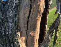 image description not provided by submitter