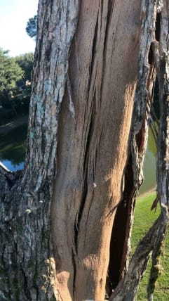 image description not provided by submitter