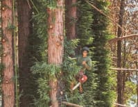 image description not provided by submitter