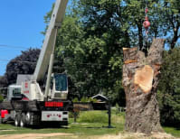 image description not provided by submitter