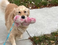 image description not provided by submitter