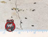 image description not provided by submitter