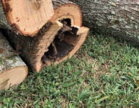 image description not provided by submitter