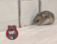 image description not provided by submitter