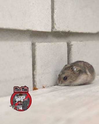 image description not provided by submitter