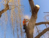 image description not provided by submitter