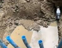 image description not provided by submitter