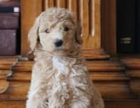 image description not provided by submitter