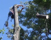 image description not provided by submitter