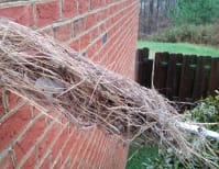 image description not provided by submitter