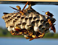 image description not provided by submitter