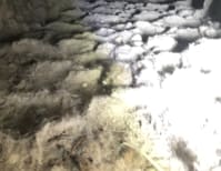 image description not provided by submitter