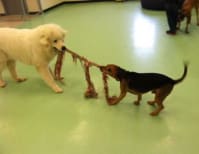 image description not provided by submitter
