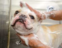 image description not provided by submitter