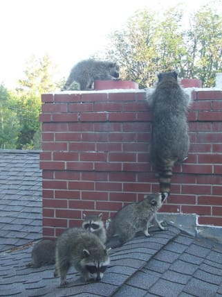 image description not provided by submitter