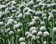 image description not provided by submitter