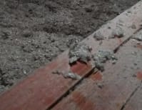 image description not provided by submitter