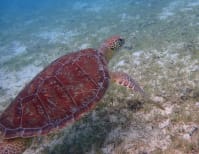 image description not provided by submitter