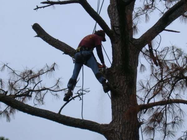 Environmental Tree Service Better Business Bureau Profile